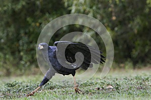 Great Black Hawk, buteogallus urubitinga, Adult in Flight, Taking off, Los Lianos in Venezuela