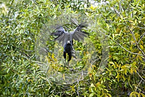 Great Black Hawk, buteogallus urubitinga, Adult in Flight, Taking off from Tree, Los Lianos in Venezuela