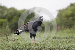 GREAT BLACK HAWK buteogallus urubitinga, ADULT STANDING ON GRASS, LOS LIANOS IN VENEZUELA