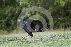 GREAT BLACK HAWK buteogallus urubitinga, ADULT TAKING OF, LOS LIANOS IN VENEZUELA