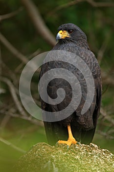 Great Black-Hawk, Buteogallus urubitinga, detail portrait of wild bird from Belize. Birdwatching of South America. Wildlife scene