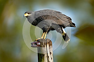 Great Black-Hawk, Buteogallus urubitinga, detail portrait of wild bird, Costa Rica. Birdwatching of South America. Wildlife scene