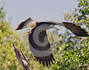 Great black Hawk Buteogallus urubitinga in flight, in Pantanal, Brazil.