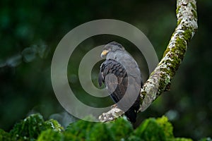 Great Black-Hawk, Buteogallus urubitinga, large bird found in Central and South America. Vulture in tree. Bird, forest in the back