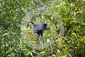 Great Black Hawk, buteogallus urubitinga, Los Lianos in Venezuela