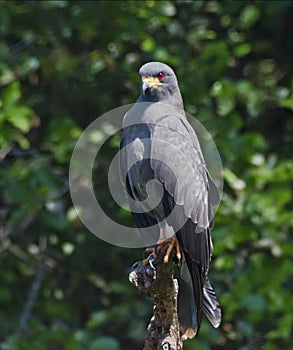 Great black Hawk Buteogallus urubitinga, a majestic bird, in Pantanal, Brazil.