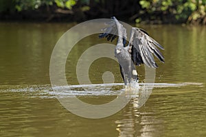 Great Black Hawk Fishing in River