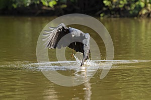 Great Black Hawk Grabbing Fish in River