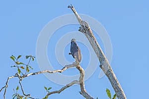 Great Black Hawk Perched in a Dead Tree