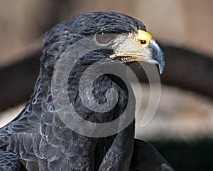 Great black hawk portrait Buteogallus anthracinus