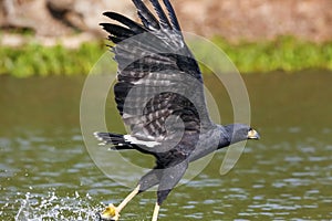 Great Black Hawk with with prey at water surface, Pantanal Wetlands, Mato Grosso, Brazil