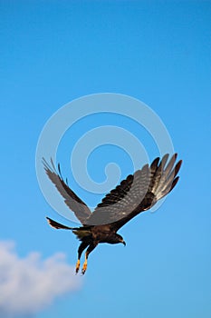 Great Black hawk soaring in bright blue sky with top copy space.