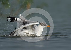 Great black-headed gull bathing at Bhigwan bird sanctuary, India