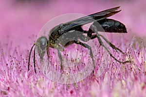 Great Black Digger Wasp - Sphex pensylvanicus