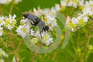 Great Black Digger Wasp - Sphex pensylvanicus