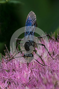 Great Black Digger Wasp - Sphex pensylvanicus