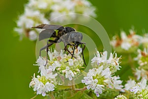 Great Black Digger Wasp - Sphex pensylvanicus