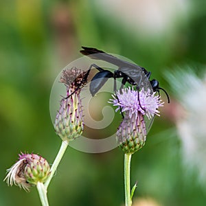 Great Black Wasp Sipping Nectar