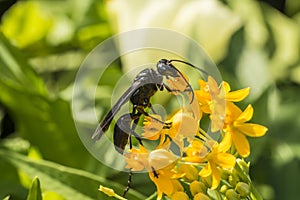 Great Black Wasp -- Sphex pennsylvanicus