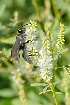 Great Black Digger Wasp - Sphex pensylvanicus