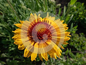 Great Blanket Flower (Gailardia aristata) boasting daisy-like yellow and orange flower heads in the garden in summer