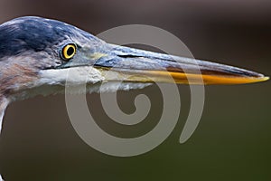 Great Blue Extreme Close