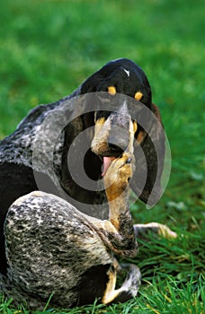 Great Blue Gascony Hound, Adult Dog Licking Paw