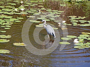 Great Blue Heron