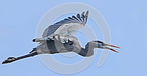 Great Blue Heron