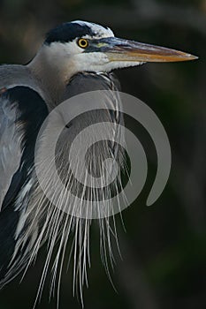 Great blue heron