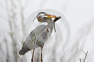 Great Blue Heron