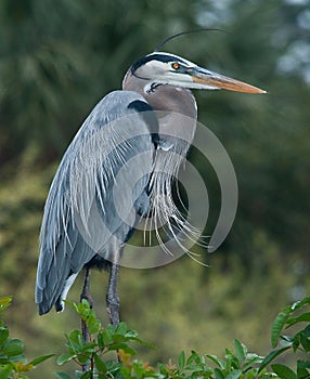 Great Blue Heron