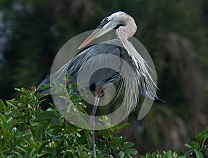 Great Blue Heron