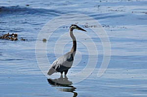 Great blue heron