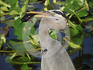 Great Blue Heron