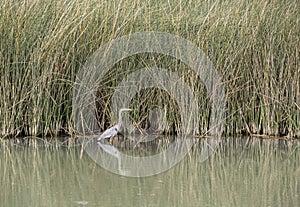 Great Blue Heron