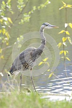 Great Blue Heron