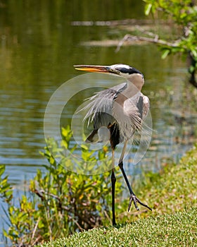 Great Blue Heron