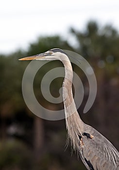 Great blue heron photo