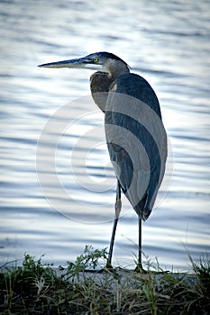 Great blue heron