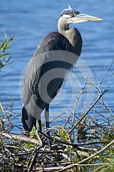 Great Blue heron