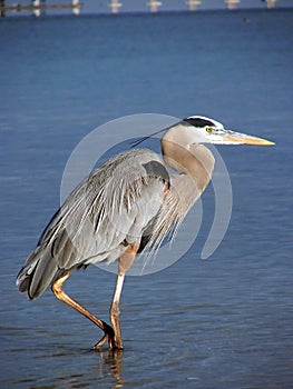 Great Blue Heron