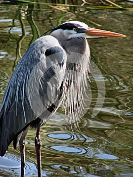 Great blue heron