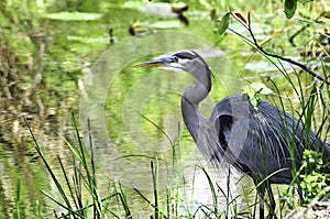 Great Blue Heron