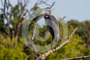 Great Blue Heron