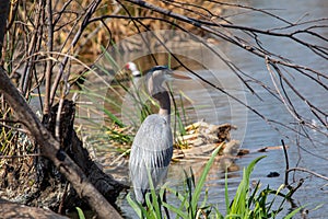 Great Blue Heron