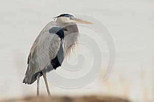 Great blue heron