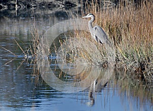 Great Blue Heron