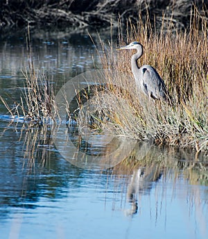 Great Blue Heron