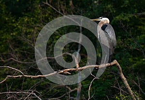 Great Blue Heron